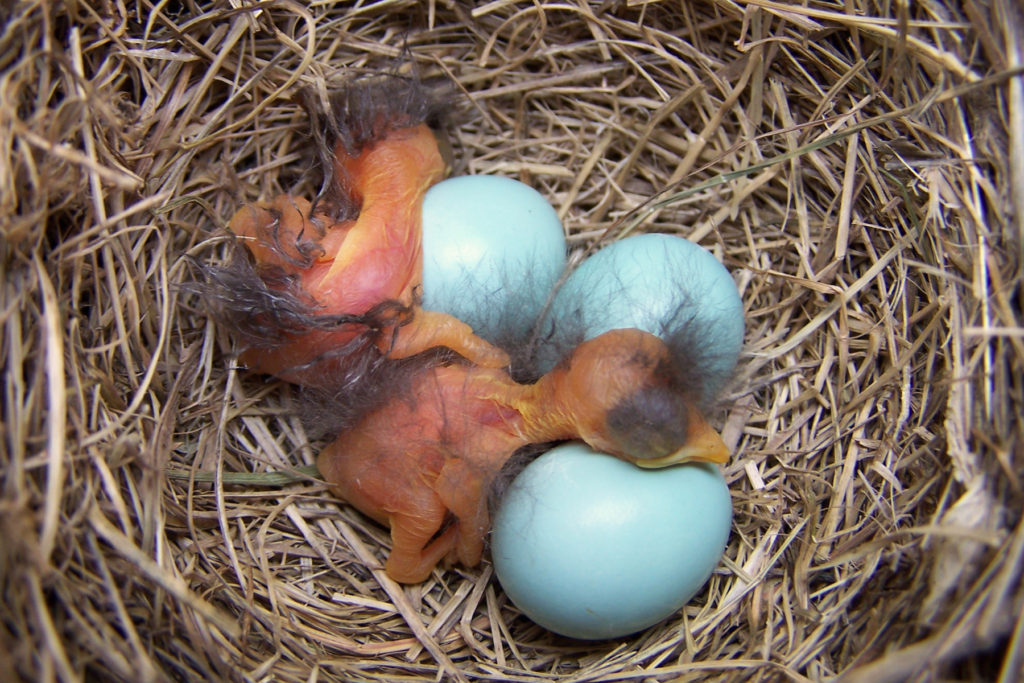 Babies, Bluebirds, Eggs, Nest