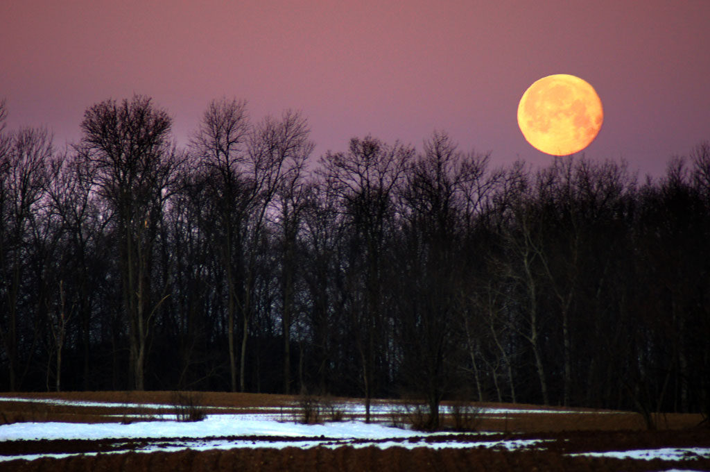 Full Moon, Moonset, Woods, Winter