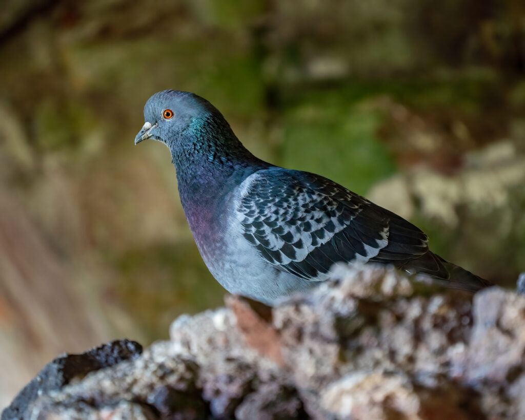 Rock Dove, Pigeon, Bird,