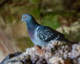 Rock Dove, Pigeon, Bird,