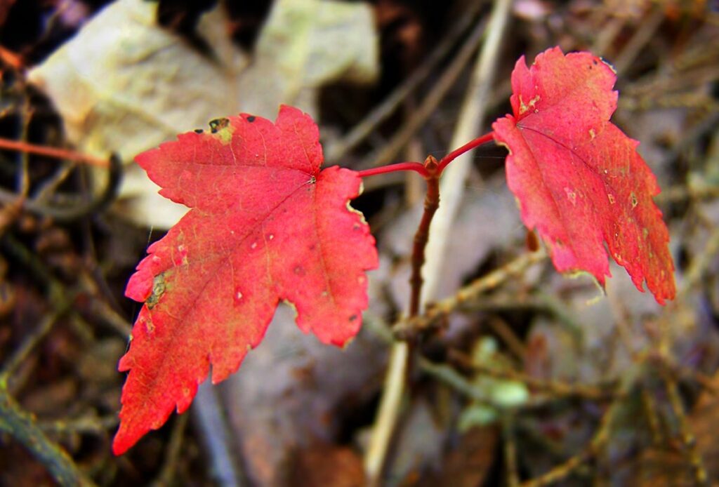 Autumn Leaves, Red, Leaf