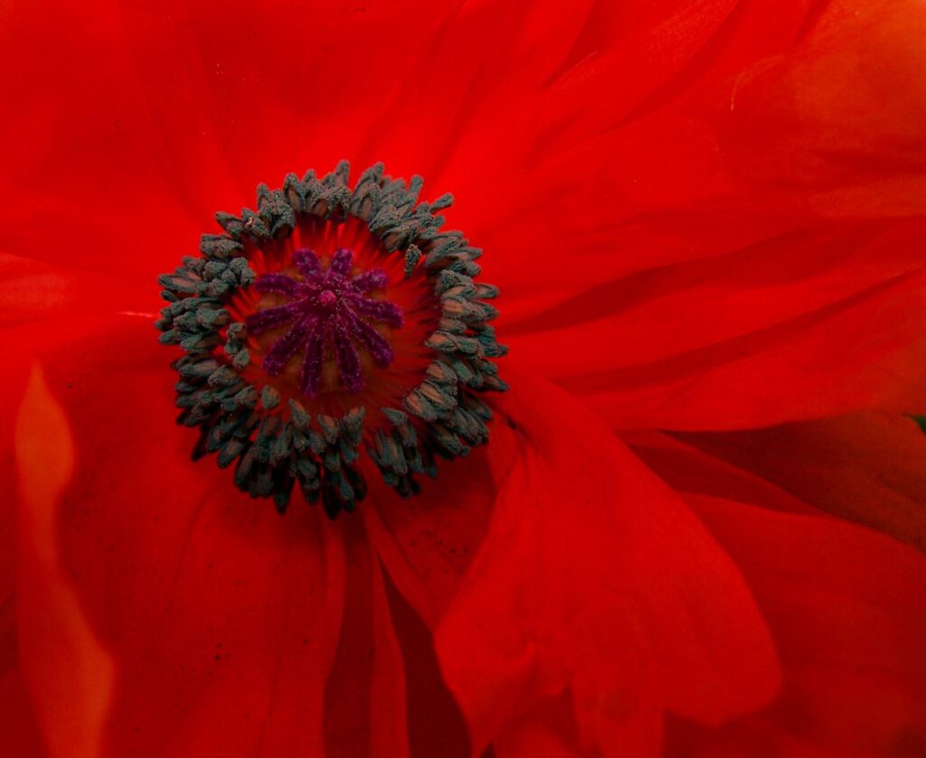 Poppy, Flower, Red