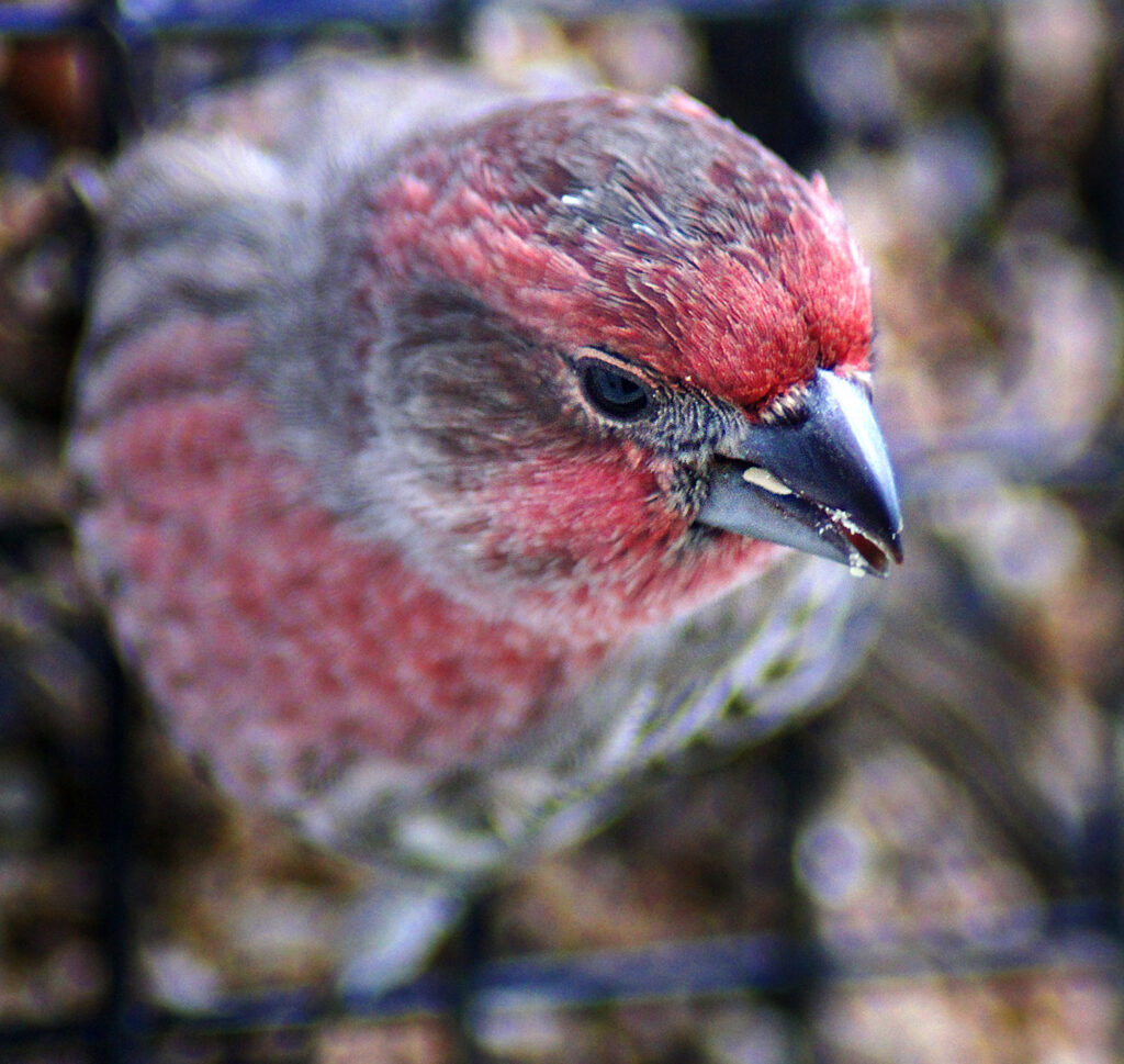 House finch, Bird, Red