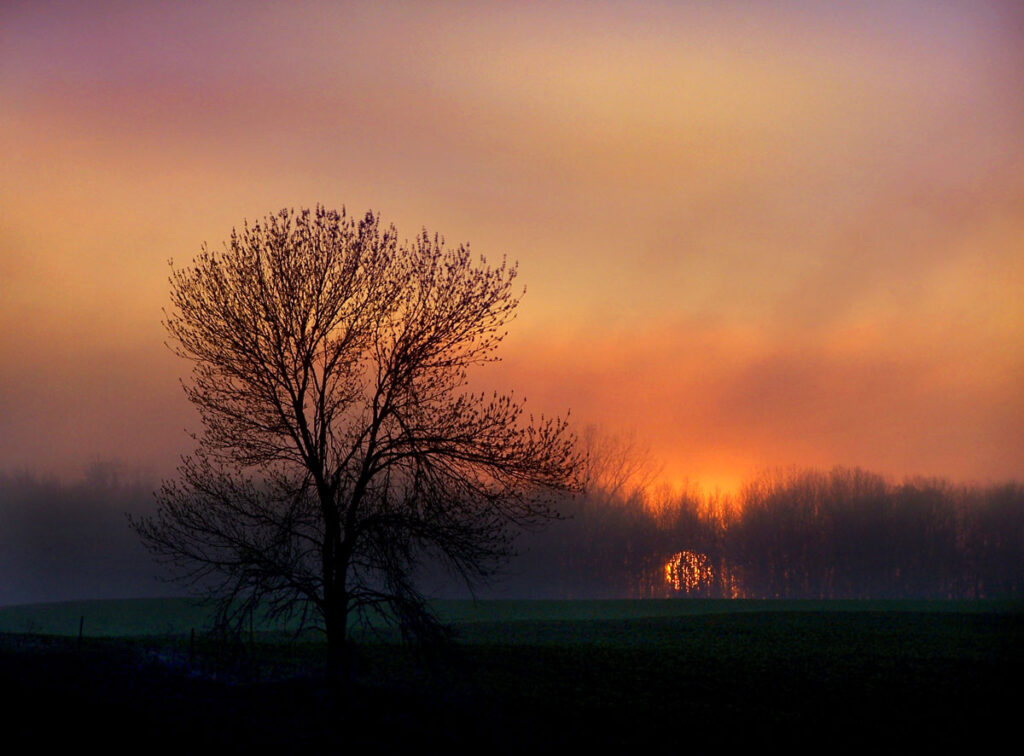 Sunset, Tree