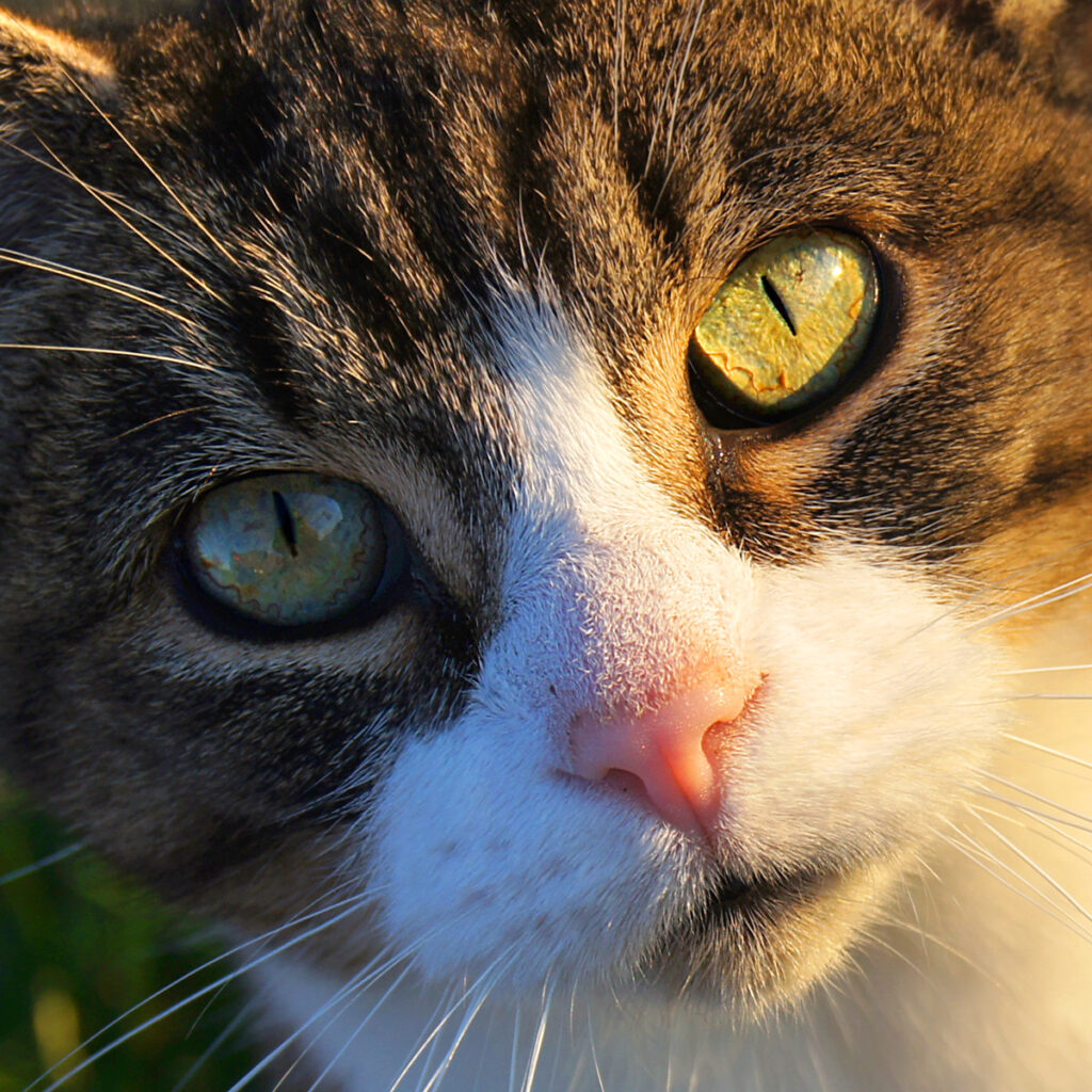 Cat, Cat Eyes, Cat Face, Cat Closeup