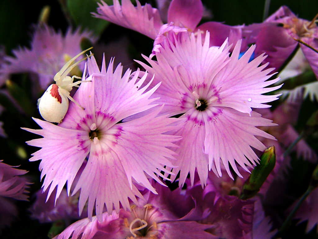 Spider, Dianthus, Flowers, Pink
