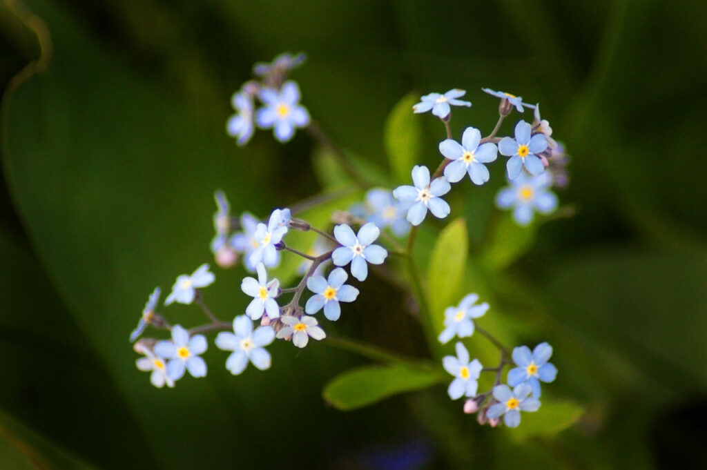 Flower, Flowers, Forget Me Nots