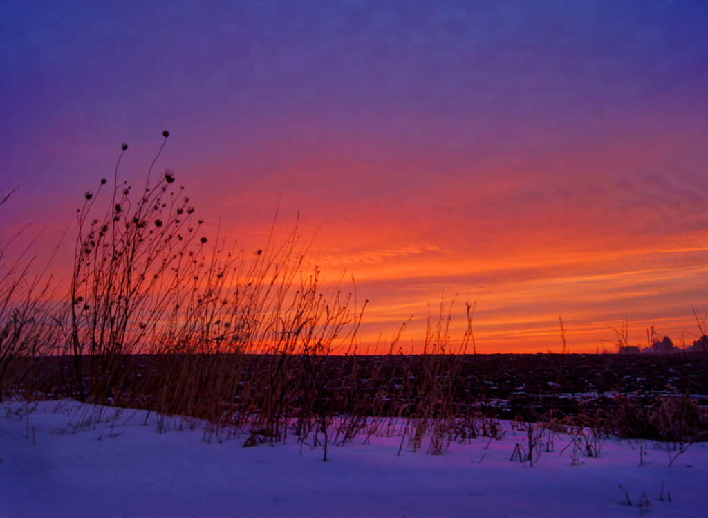 Sunrise, Winter, Grass