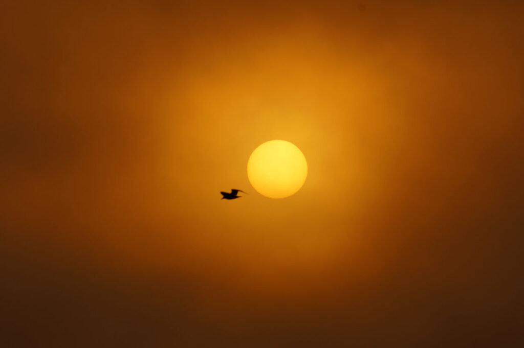 Sun, Seagull, Orange