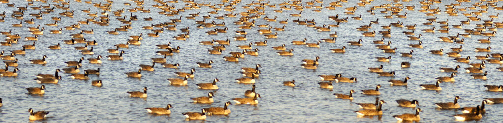 Geese, Panorama, Canada Geese, Water