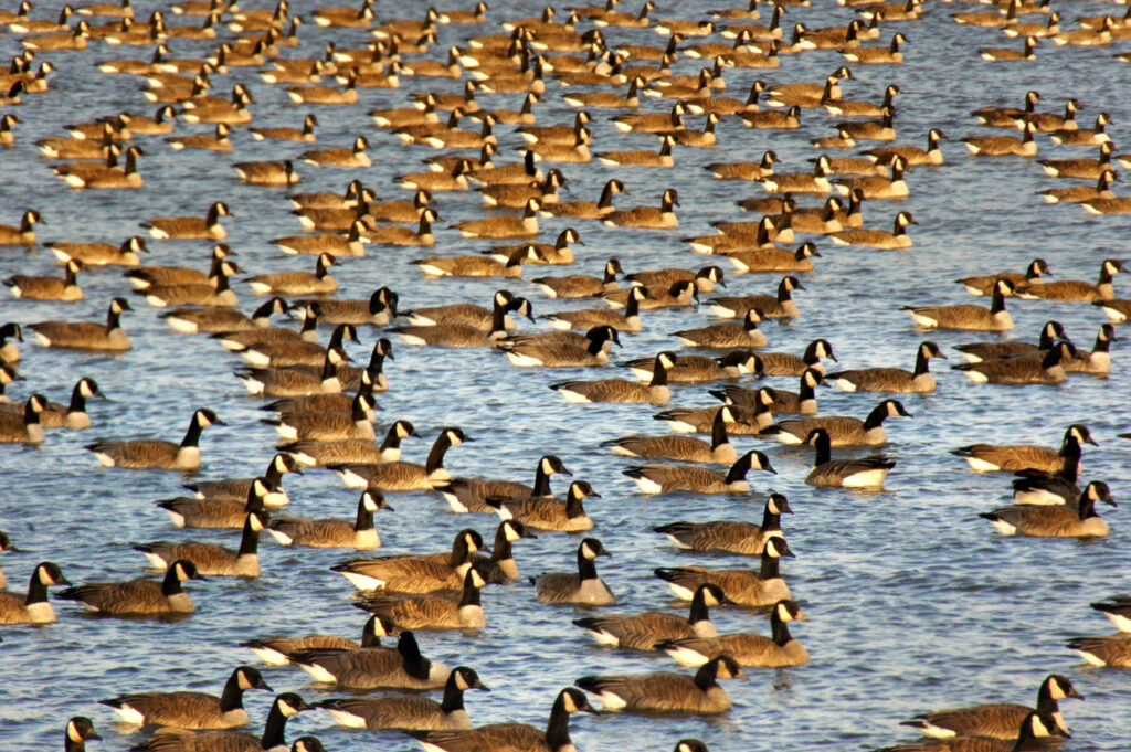 Geese, Canada Goose, Water