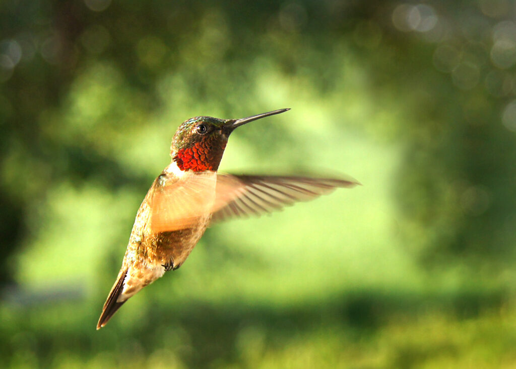 Hummingbird, Ruby-throated, Male, Bird