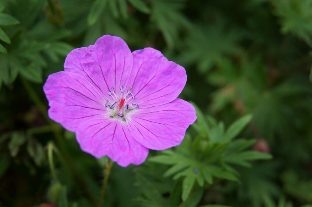 Flower, Wildflower, Purple