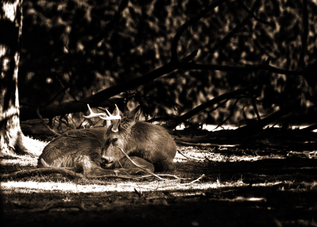 Deer, Buck, Antlers, Monochrome, Cepia