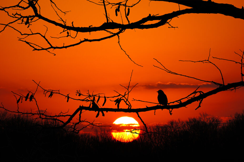 Sunrise, Silhouette, Bluebird