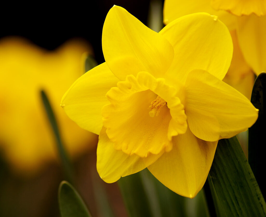 Flower, Yellow, Daffodil