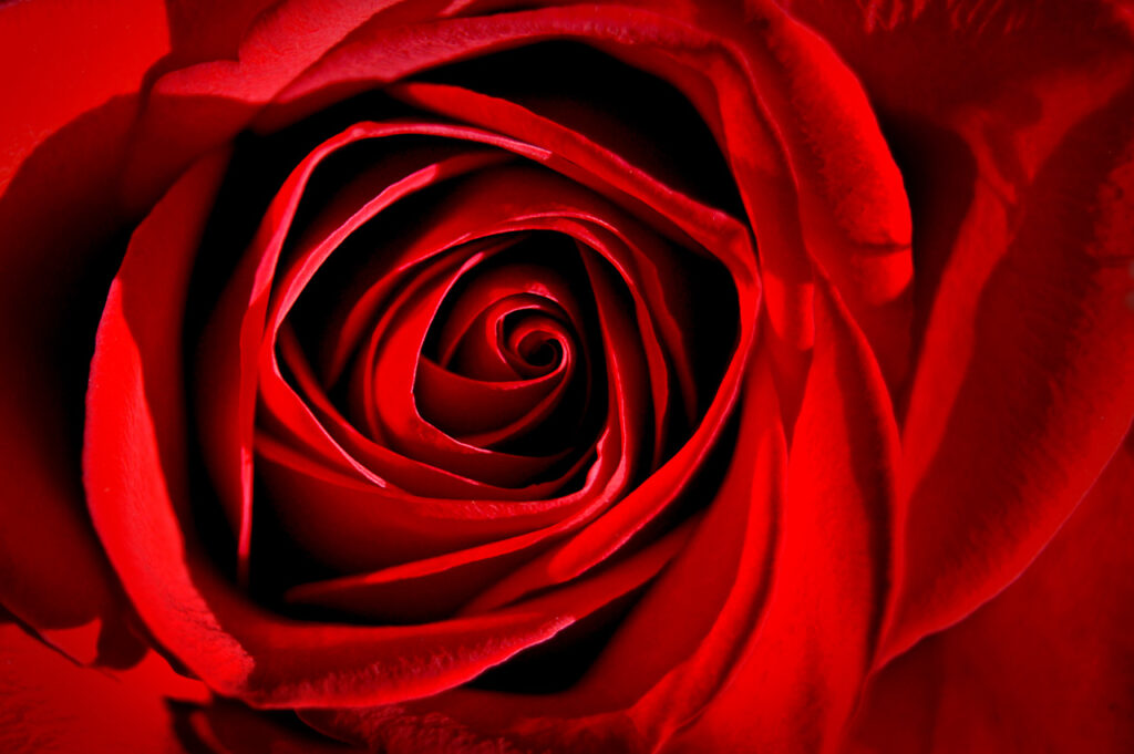 Red Rose, Rose, Petals