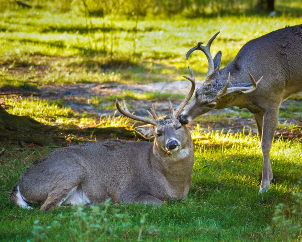 Deer, Wildlife, Buck