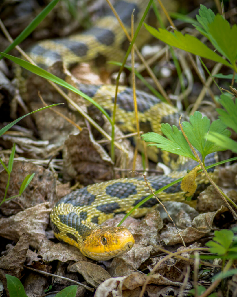 Snake, Reptile