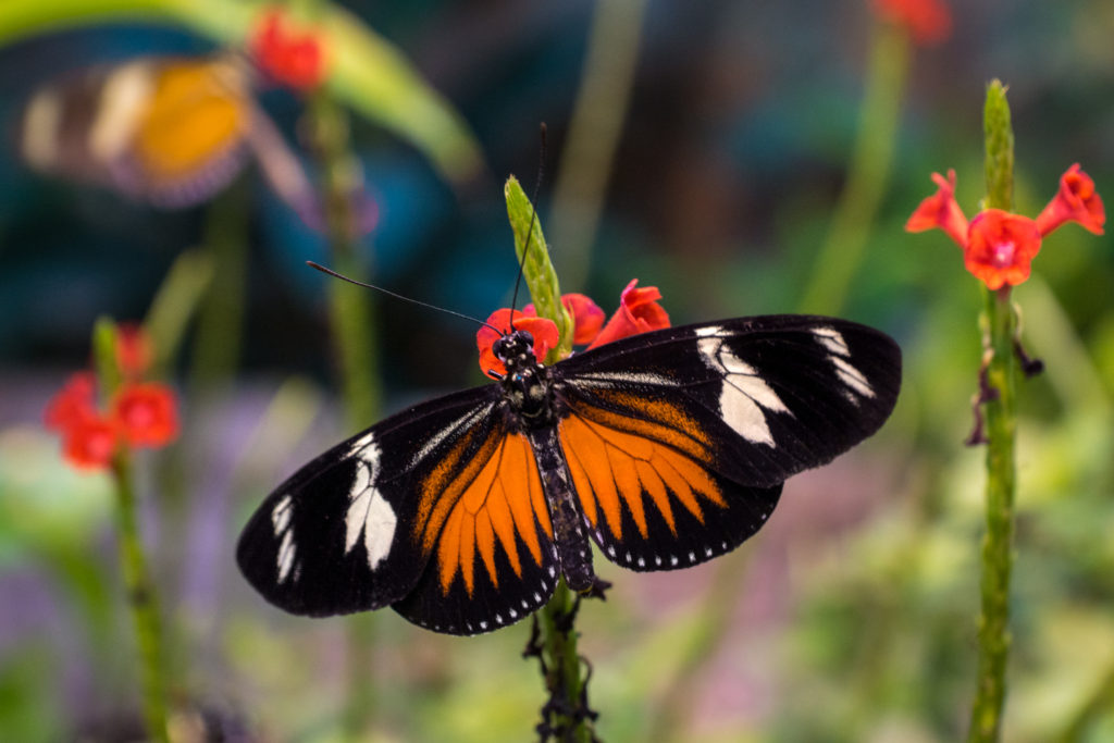 Butterfly, Orange, Macro