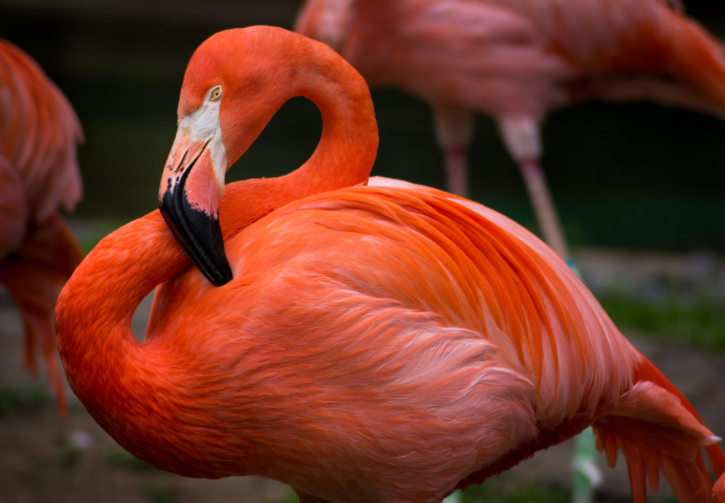 Bird, Flamingo, Pink, Feathers