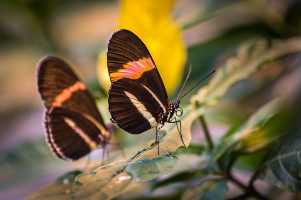 Twin Butterflies on a Leaf
