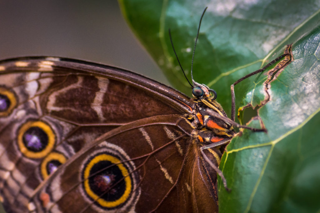 Butterfly, Macro, Closeup