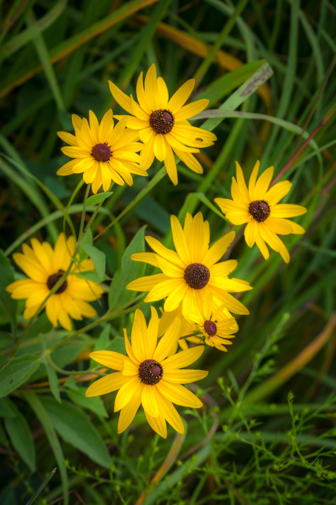 Wildflowers, Yellow, Flowers