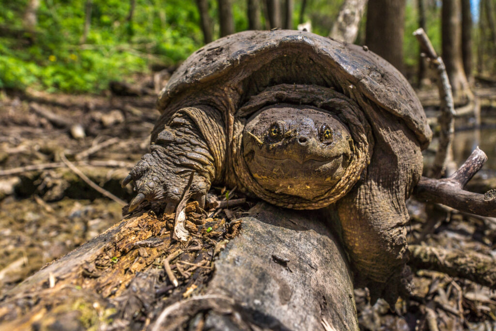 Turtle, Smile, Mud