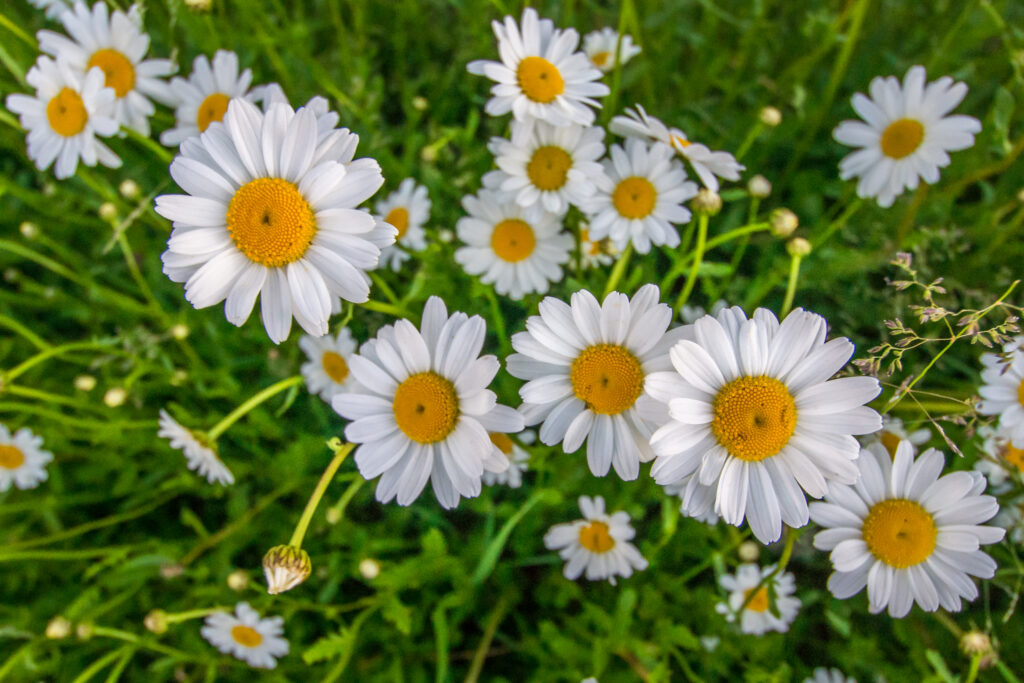 Daisy, Wildflower, Daisies