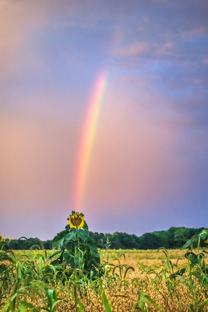 Rainbow, Sunflower, Field, Sky