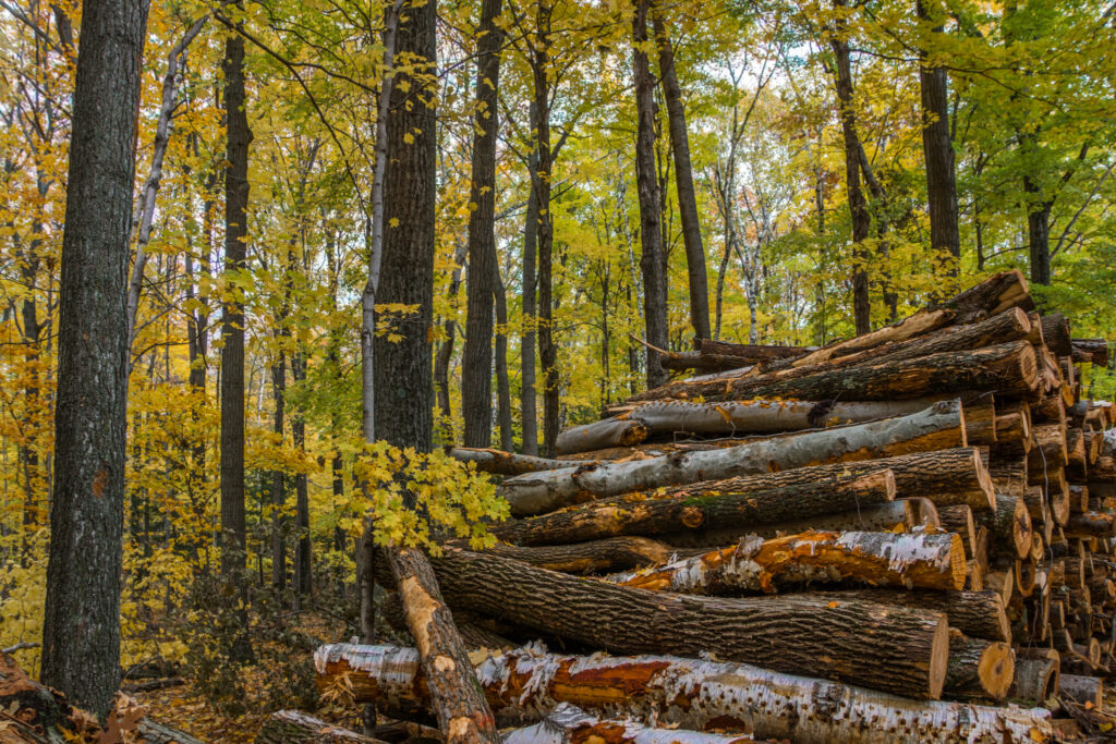 Logs, Woods, Fall, Autumn
