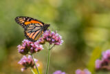 Butterfly, Monarch, Macro