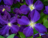 Flowers, Purple, Clematis