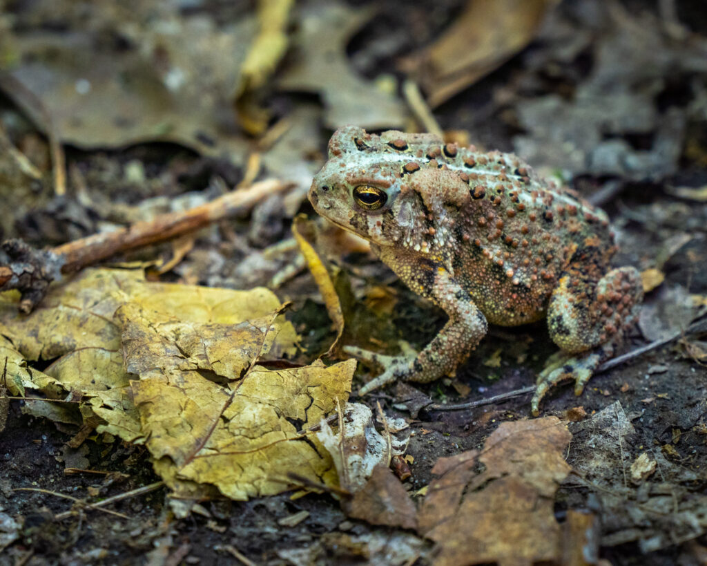 Toad, Woodlands, Nature