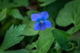 Blue, Violet, Wildflower