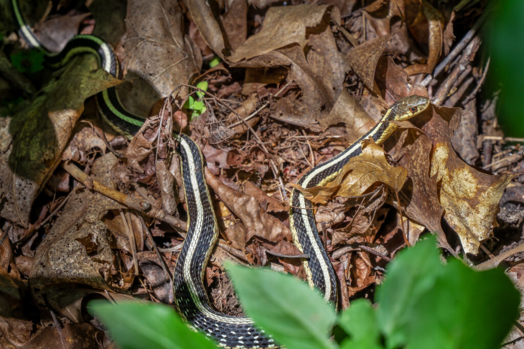 Snake, Serpent, Woods