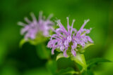 Bergamlot, Wildflower, Purple