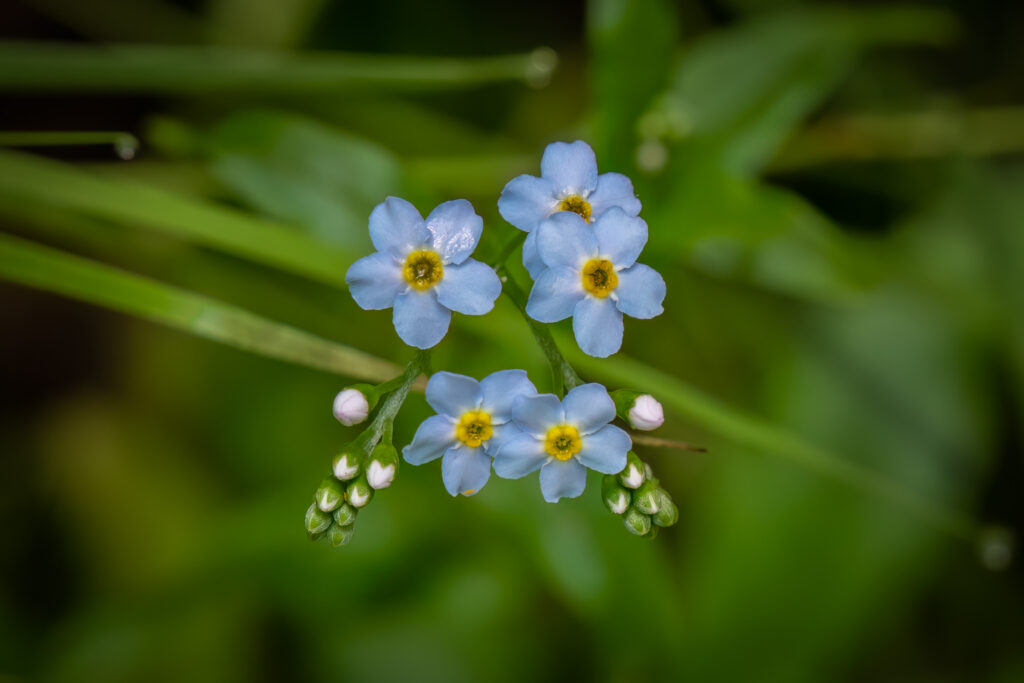 Flower, Forget Me Nots