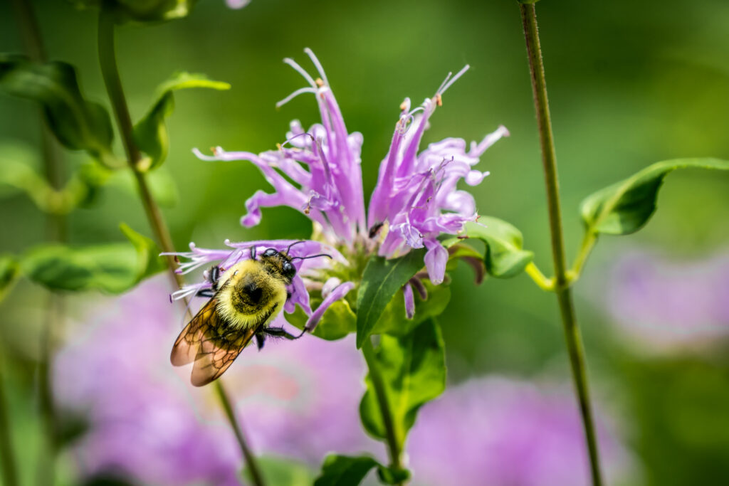 Bee, Honey Bee, Bergamot, Flower