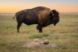 Prairie Dog, Bison, Bufflo
