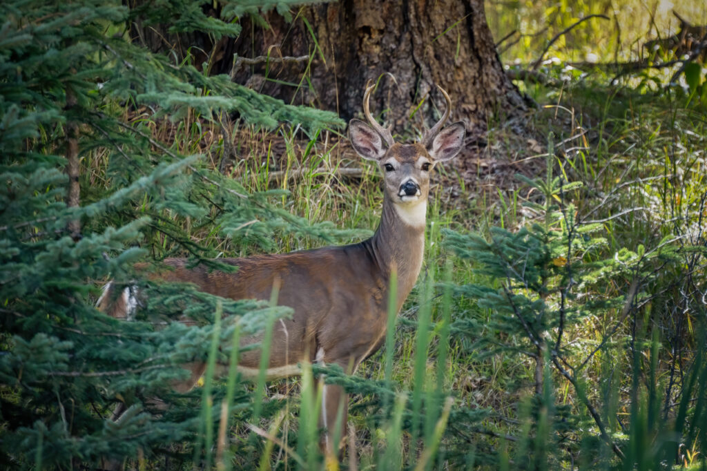 Deer, Buck, Antlers, Forest