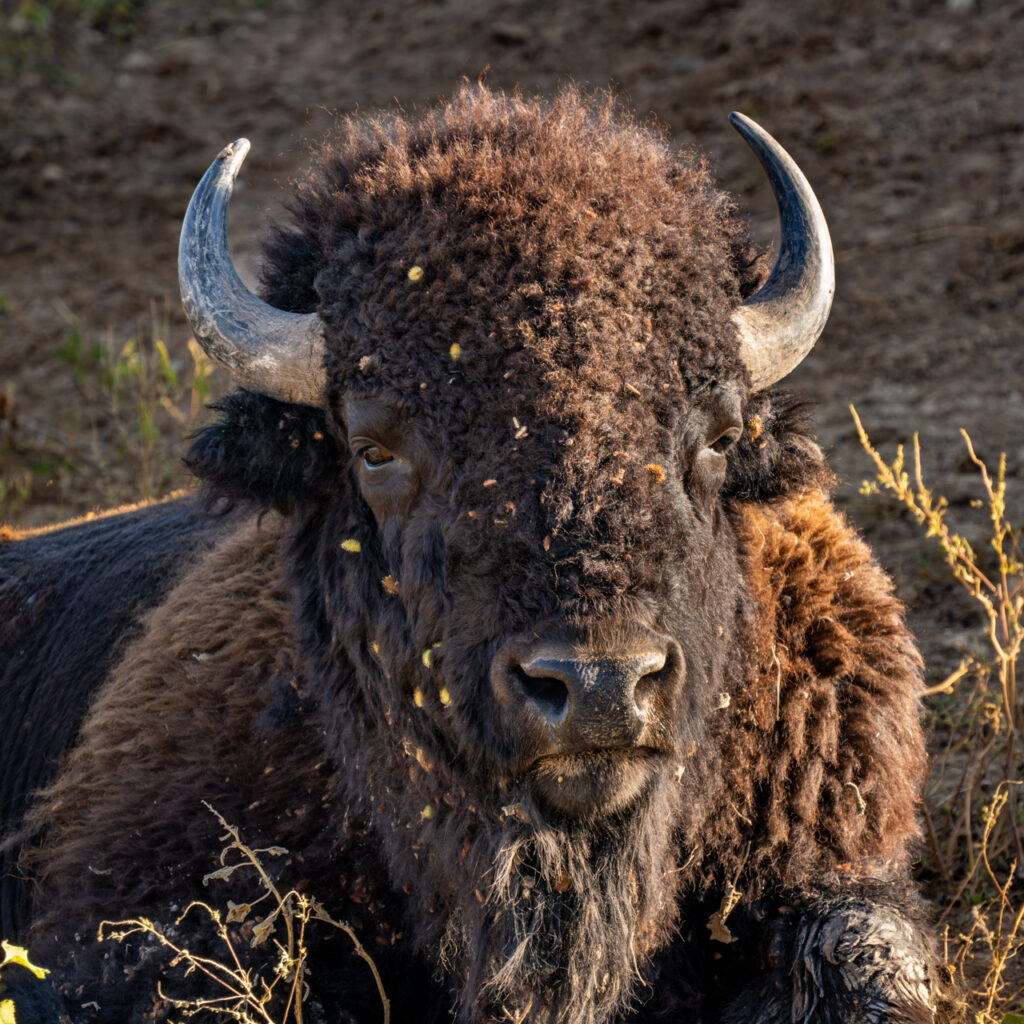 Bison, Buffalo, American