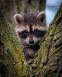 Raccoon, Tree, Baby, Animal