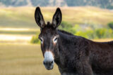 Burro, Donkey, Mule