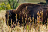 Bison, Buffalo, Prairie, American Bison