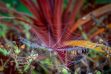Spider Web, Flora, Plants