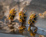 Wasp, Yellow Jacket, Water, Reflection