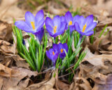 Crocus, Flower, Spring, Purple