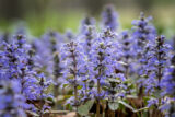 Bugleweed, Wildflower, Weed, Purple